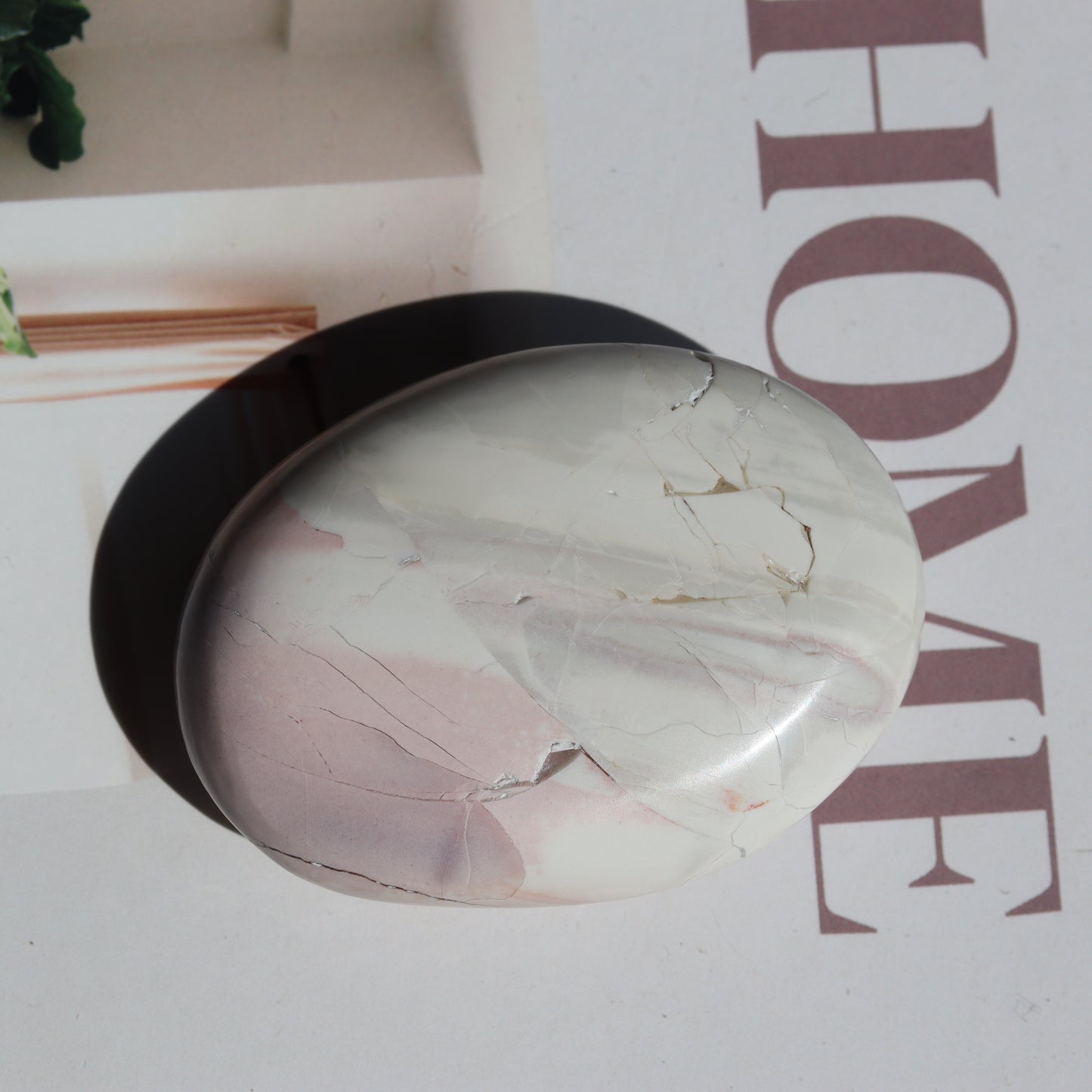 Hyacinth Jasper Palm 🌴🌴