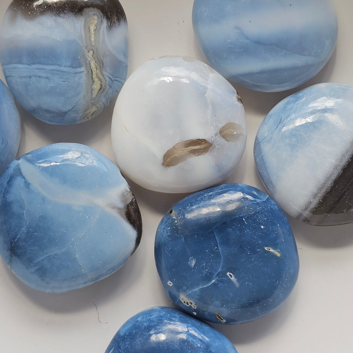 Blue Opal Mini Palm